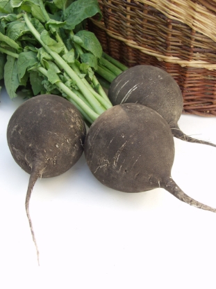Picture of Radish Black Spanish Round